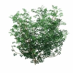 3д модель дерева Laburnum Alpinum