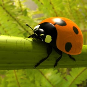 Ladybird Beetle 3d model
