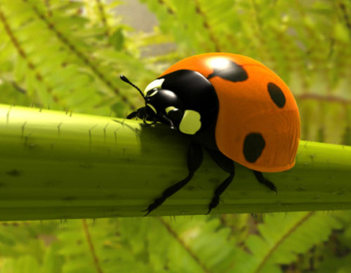 Escarabajo Mariquita