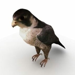 Mô hình 3d chim ưng Lanner