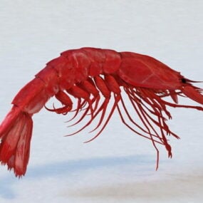 Velké krevety 3D model