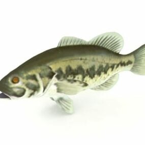 Model 3d Hewan Ikan Bass Mulut Besar