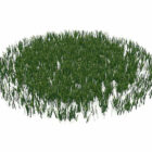 Lawn Grasses Plant
