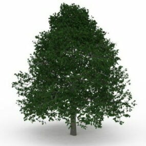 Leafy Tree 3d model