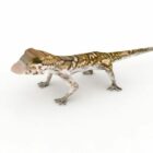 Leopard Gecko Animal