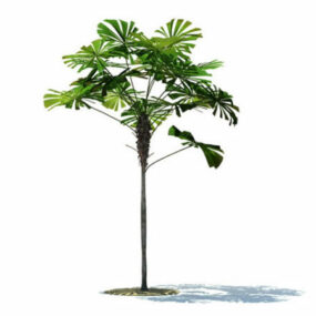 Licuala Ramsayi Tree 3d-modell