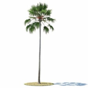 Model 3d Pohon Livistona Merrillii