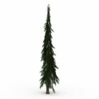 Pohon Pinus Lodgepole