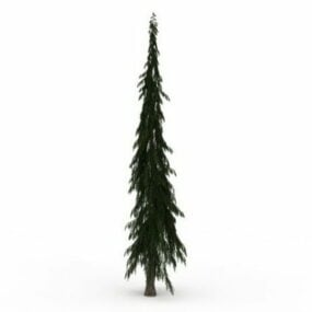 Lodgepole Pine Tree 3d model