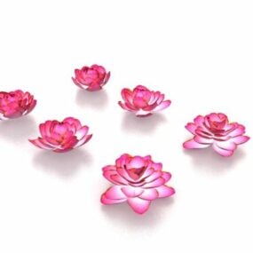3D model lotosových květů