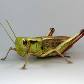 Lubber Grasshopper 3d model