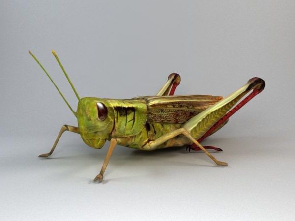vray grasshopper
