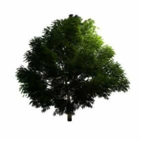 マホガニーの木の3Dモデル