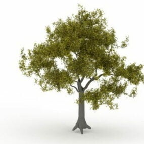 Maidenhair Tree 3d model