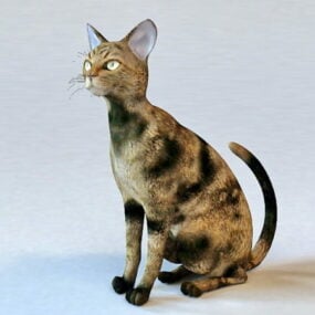 3D-Modell der Maine-Coon-Katze