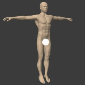 Männliches Basis-Mesh-Charakter-3D-Modell
