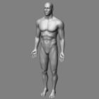 Male Body Base Mesh Character