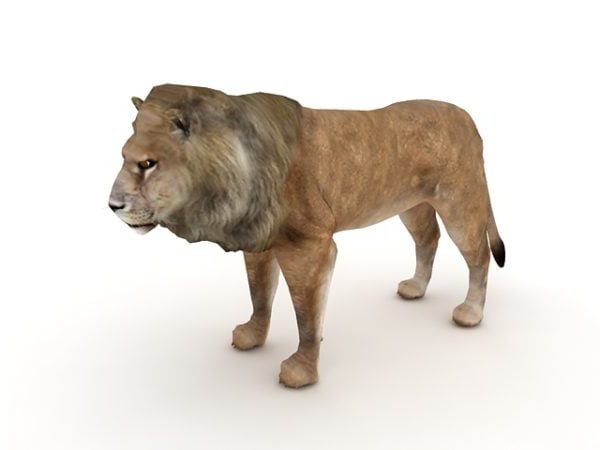 Afrika mandlig løve