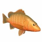 Mangrove červené Snapper rybí zvíře