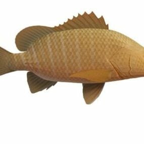 Mangrove Snapper Fish 3d model