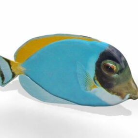 Marine Aquarium Fish Animal 3d model