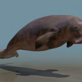Modelo 3d Dugongo de mamífero marino marino