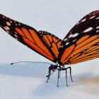 Farfalla Mariposa