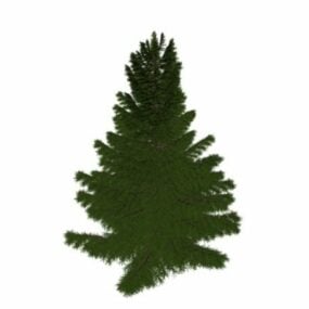 Maritime Pine Tree 3d model