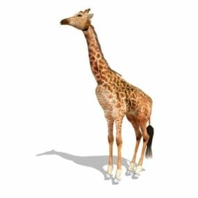 Masai giraffe dier 3D-model
