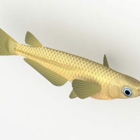 Model 3d Ikan Sungai Salmon Amago