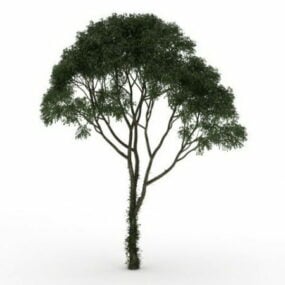 豆科灌木树3d模型