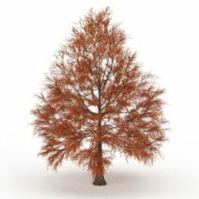 Metasequoia Dawn Redwood Tree 3d model