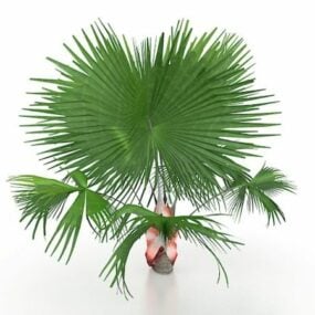 Meksika Yelpazesi Palmiye Ağacı 3d modeli