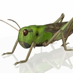 Migratory Locust Animal 3D-malli