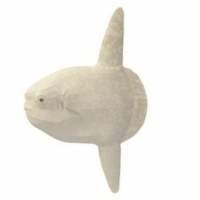 Mô hình động vật cá Mola 3d