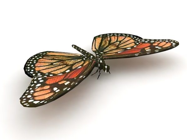 Animale farfalla monarca