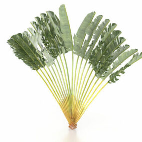 Mongoose Fan Palm Tree 3d model