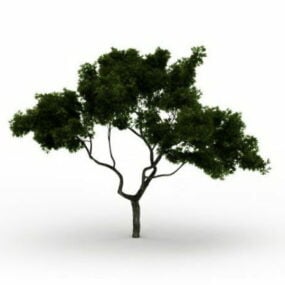 Monterey Cypress Tree 3d-modell