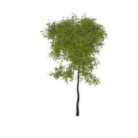 Morus Celtidifolia Texas Mulberry Tree 3d model