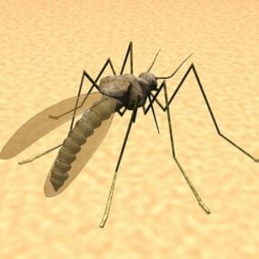 Mosquito Feeding On Human Skin 3d model