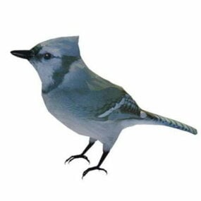 مدل سه بعدی پرنده آبی کوه وحشی