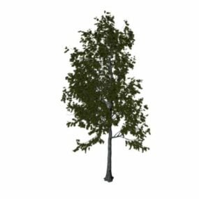 Mountain Or Golden Aspen Tree 3d model