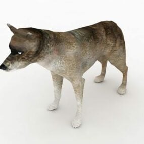 Model 3D zwierzęcia kojota północnego