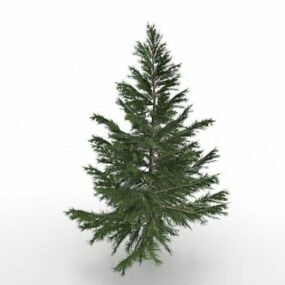 Norway Spruce Tree 3d-modell