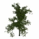 Norsko Maple Tree