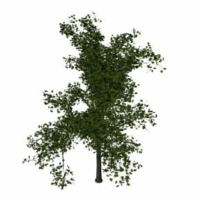 Norway Maple Tree 3d model
