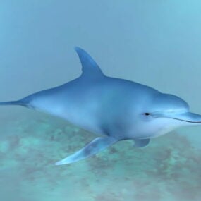 3D model oceánského delfína