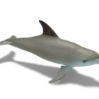 Oceanic Dolphin Animal