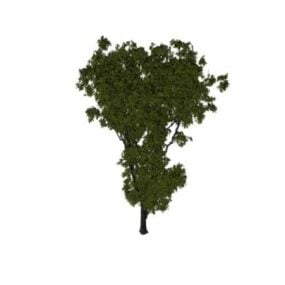 Old Elm Tree 3d model