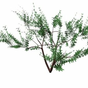 דגם תלת מימד של עץ Olea Europaea